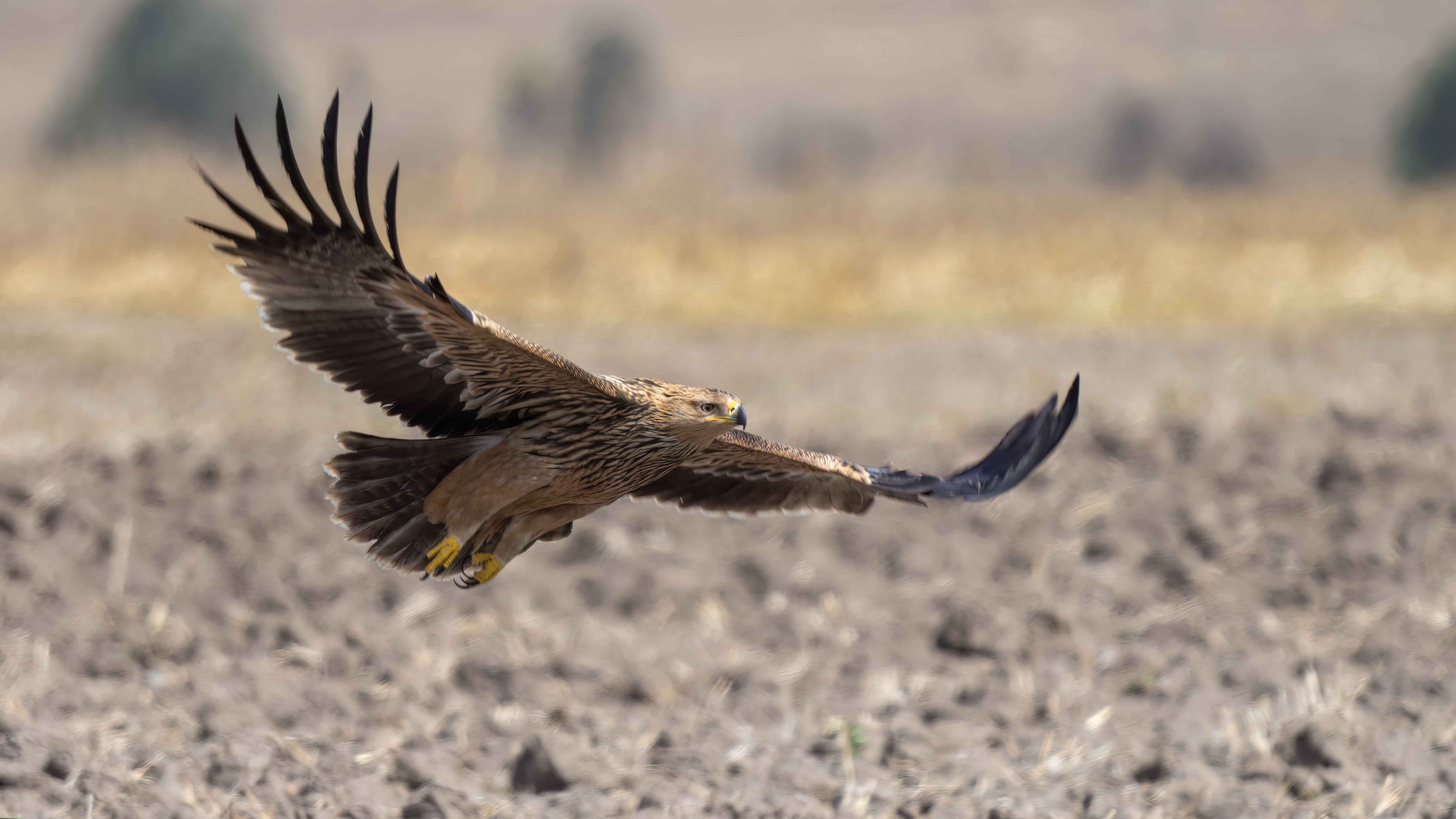 Imperial Eagle